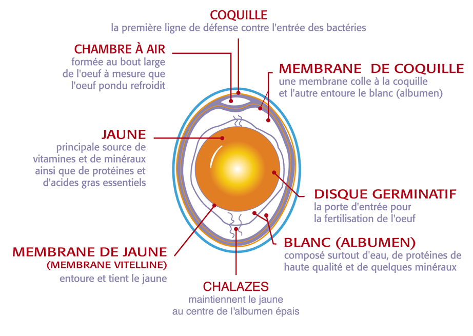 Anatomie De L œuf Federation Des Producteurs D œufs Du Quebec